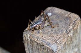 Image result for Giant African Cave Cricket