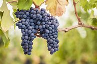 Image result for Longhand Pinot Noir