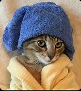 Image result for New Funny Cat Memes