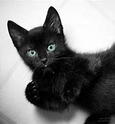 Image result for Cute Black Stuff