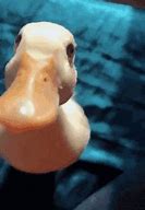 Image result for Disappearing Duck Meme