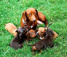 Image result for Dachshund Dog