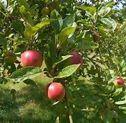 Image result for Apple Tree Summer