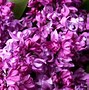 Image result for Syringa vulgaris Mrs. Edward Harding