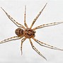 Image result for Cute Harmless Spiders