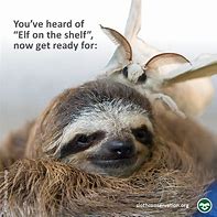 Image result for Week Sloth Meme