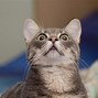 Image result for Lolcat