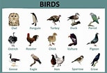 Image result for 10 Nombres de Aves. Size: 154 x 106. Source: laclasedeprimerofernandorios.blogspot.com