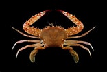 Image result for "charybdis Sagamiensis". Size: 156 x 105. Source: www.crabdatabase.info