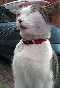 Image result for Happy Cat Face