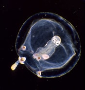 Image result for Euphysa aurata Klasse. Size: 175 x 185. Source: www.flickr.com