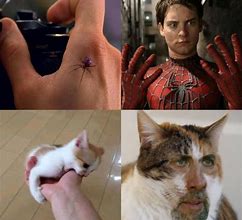 Image result for Cat Man Meme