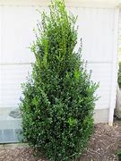 Image result for Shrubs That Grow 6 Feet Tall