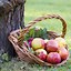 Image result for Apple Basket