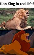 Image result for Lion King Hialeah Meme