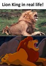 Image result for Disney Lion King Memes