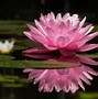 Image result for Lotus Flower Garden Wallpaper