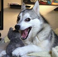 Image result for Bad Joke Husky