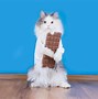 Image result for Cats Eating Mars Bar