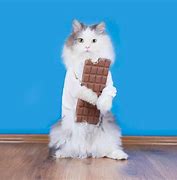 Image result for Cat Eating Woffle