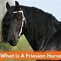 Image result for Friesian Horse Gray