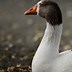Image result for Funny Goose Jokes