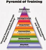 Image result for Dressage Pyramid