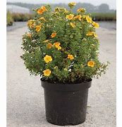 Image result for Potentilla fruticosa Mango Tango