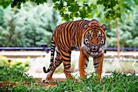 Image result for Native Indonesian Animals