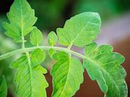 Image result for Tomato Plant Leaves