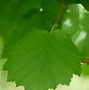 Image result for corylus_colurna