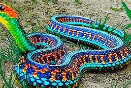Image result for Rarest Reptiles in the World