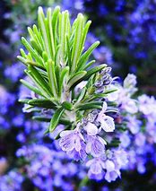 Image result for Rosemary