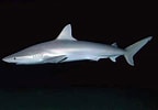 Afbeeldingsresultaten voor "carcharhinus Acronotus". Grootte: 144 x 100. Bron: www.pinterest.com