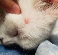 Image result for Wart On Cats Ear