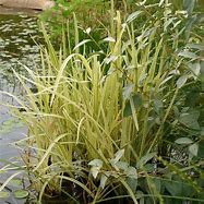 Image result for Glyceria maxima Variegata