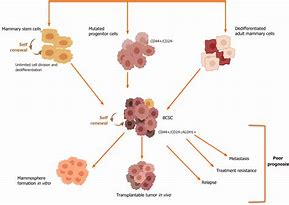 Image result for Stem Cell Cancer Treatment