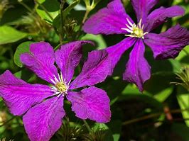 Image result for Clematis Plant Leaves