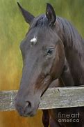 Image result for Seal Brown Horse