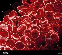 Image result for Red Blood Cell Biconcave