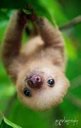 Image result for Baby Sloth Pics