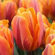 Image result for Tulipa Prinses Irene