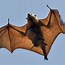 Image result for Cute Flying Fox Bat