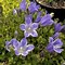 Image result for Campanula chamissonis