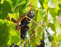 Image result for Sun-Dried Grape Itilian Wine CYMA