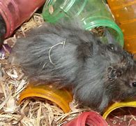 Image result for Angora Hamster