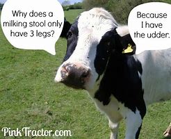 Image result for Funny Cow's Milk