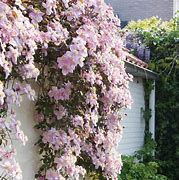 Image result for Clematis montana Mayleen