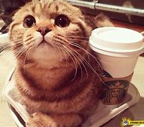 Image result for Starbucks Cat Meme