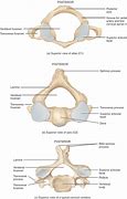 Image result for Cervical Atlas vs Axis